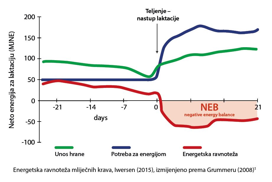 Energiebilanz einer Milchkuh (modifiziert nach Iwersen et al, 2015) Diagramm Energiebilanz einer Milchkuh (modifiziert nach Iwersen et al, 2015)